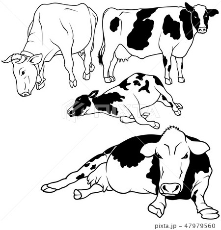 Cow Collection 47979560