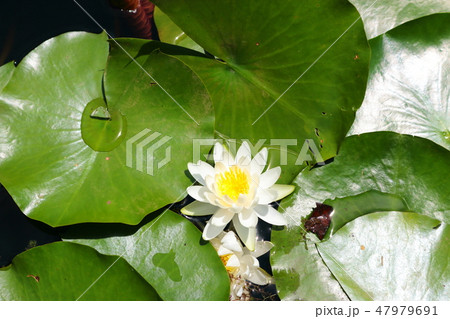 花 風景 観光 47979691