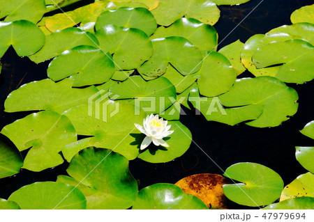 風景 観光 風 47979694