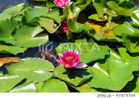 風景 観光 風 47979704