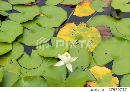 風景 観光 風 47979737