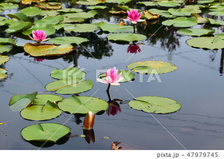 風景 観光 風 47979745
