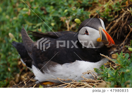 puffins at the Skellig islands puffins at the Skellig islands 47980835