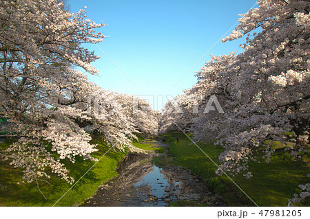 小川と桜並木 47981205