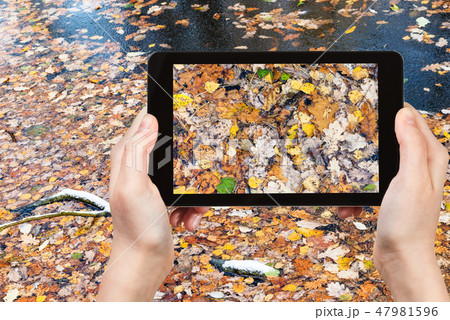 many fallen leaves in frozen water of forest river many fallen leaves in frozen water of forest river 47981596