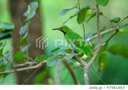 Golden-fronted leafbird on the branch 47981663