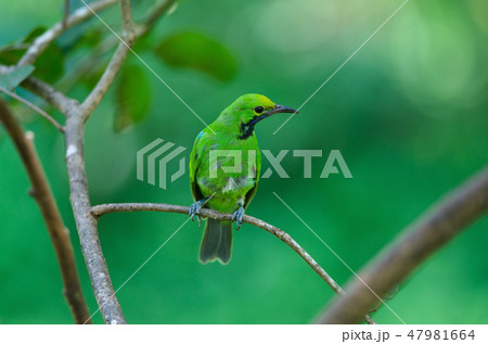Golden-fronted leafbird on the branch 47981664
