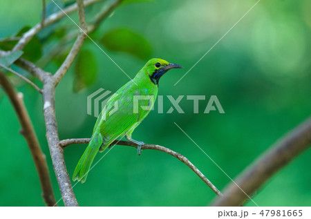 Golden-fronted leafbird on the branch 47981665