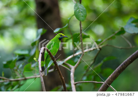 Golden-fronted leafbird on the branch 47981667