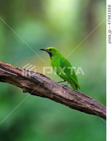 Golden-fronted leafbird on the branch 47981668
