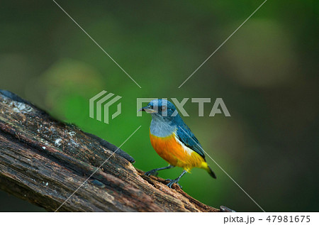 colorful bird Orange-bellied Flowerpecker 47981675