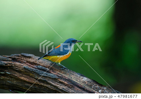 colorful bird Orange-bellied Flowerpecker 47981677