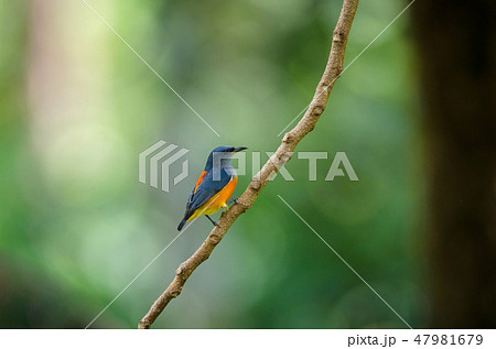 colorful bird Orange-bellied Flowerpecker 47981679