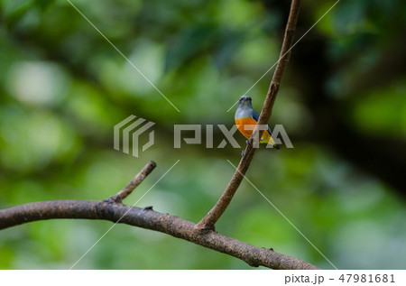 colorful bird Orange-bellied Flowerpecker 47981681