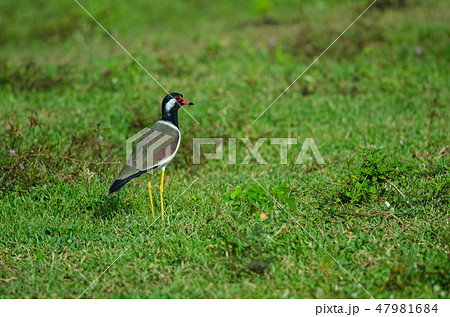 Red-wattled Lapwing (Vanellus Indicus) 47981684