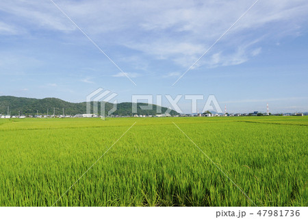岡山 47981736