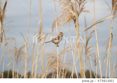オオジュリン オオジュリン 47981881