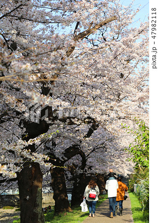 満開の桜と家族 47982118