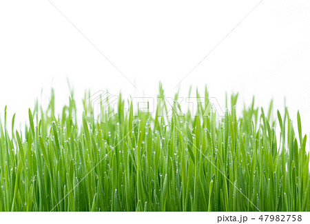 .Green wheat grass isolated on white background 47982758