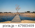 公園 始興 自然 47983409