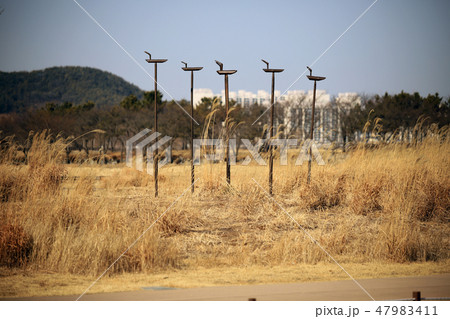 冬 公園 自然 47983411