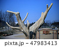 公園 自然 風景 47983413