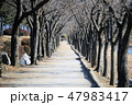 並木道 自然 風景 47983417