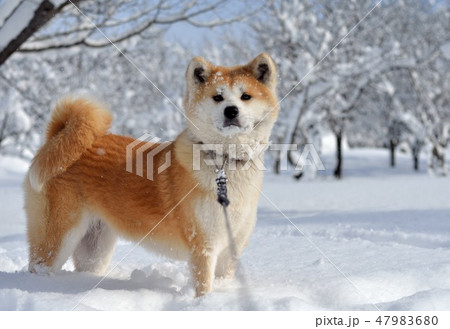 秋田犬ふく 雪２月8 47983680
