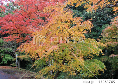 紅葉狩り　　★-★-★三色紅葉★-★-★ 47983765