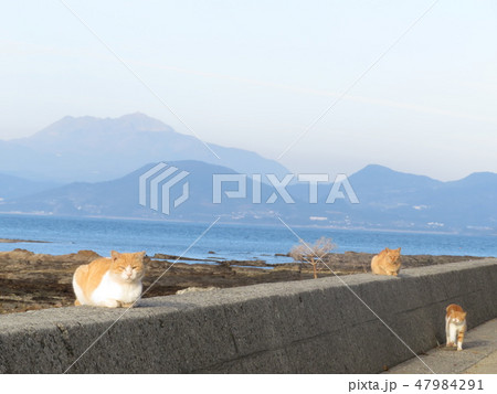 通詞島 天草市 熊本県 47984291