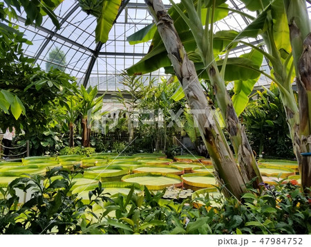 熱川バナナワニ園 47984752