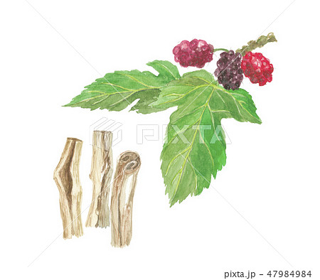 桑　実・葉・根 47984984
