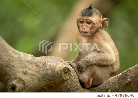Baby long-tailed macaque looks down from branch Baby long-tailed macaque looks down from branch 47986040