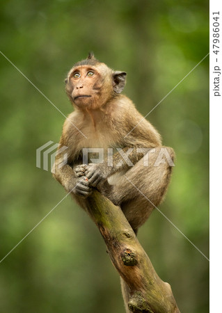 Baby long-tailed macaque looking up on branch Baby long-tailed macaque looking up on branch 47986041