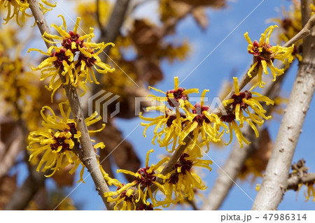 早春に咲く黄色い花のマンサクの写真素材