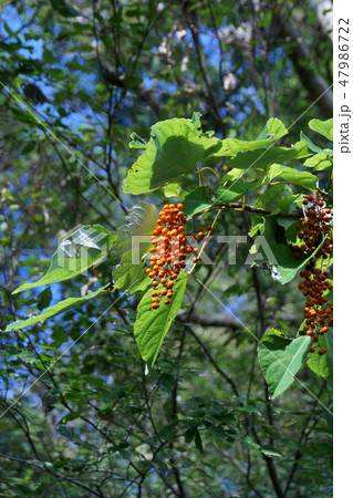 飯桐 イイギリ　別名は南天桐　リースにすると綺麗です。 47986722