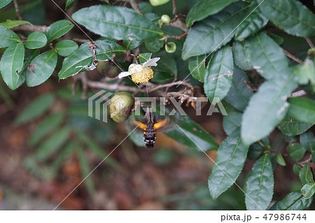 星蜂雀　ホシホウジャクガと茶の花 47986744