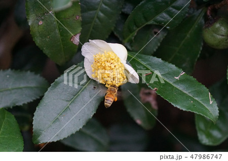 蜜蜂と茶の花 蜜蜂と茶の花 47986747