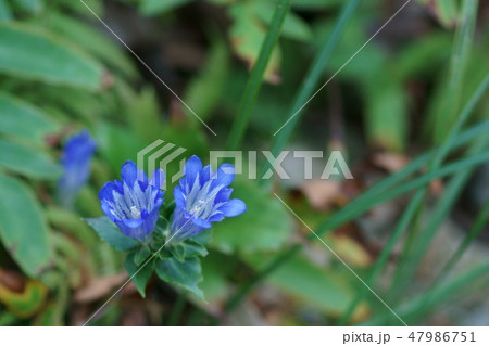 朝熊竜胆 アサマリンドウ 花言葉は「真実の愛」 朝熊竜胆 アサマリンドウ 花言葉は「真実の愛」 47986751
