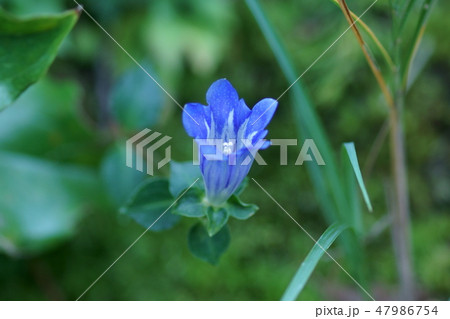 朝熊竜胆 アサマリンドウ 花言葉は「真実の愛」 朝熊竜胆 アサマリンドウ 花言葉は「真実の愛」 47986754