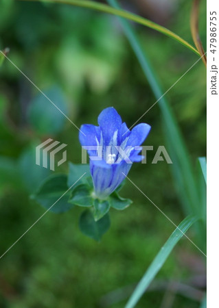朝熊竜胆 アサマリンドウ 花言葉は「真実の愛」 朝熊竜胆 アサマリンドウ 花言葉は「真実の愛」 47986755