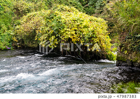 柿田川 47987383