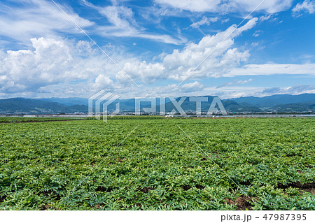 群馬県昭和村　こんにゃく畑と山々　（8月）　 47987395