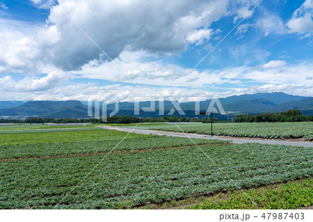 群馬県昭和村 こんにゃく畑と山々 (8月) 群馬県昭和村 こんにゃく畑と山々 (8月) 47987403