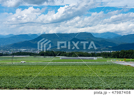 群馬県昭和村　こんにゃく畑　（8月） 47987408
