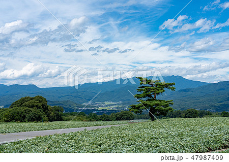 群馬県昭和村 こんにゃく畑 (8月) 群馬県昭和村 こんにゃく畑 (8月) 47987409