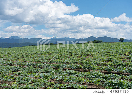 群馬県昭和村　こんにゃく畑　（8月） 47987410
