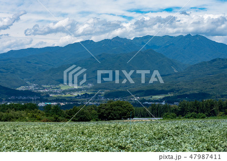 群馬県昭和村 こんにゃく畑と武尊山 (8月) 群馬県昭和村 こんにゃく畑と武尊山 (8月) 47987411