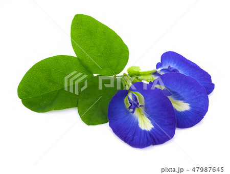 blue pea flowers on white background 47987645