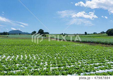 群馬県昭和村 高原レタス (8月) 群馬県昭和村 高原レタス (8月) 47987884